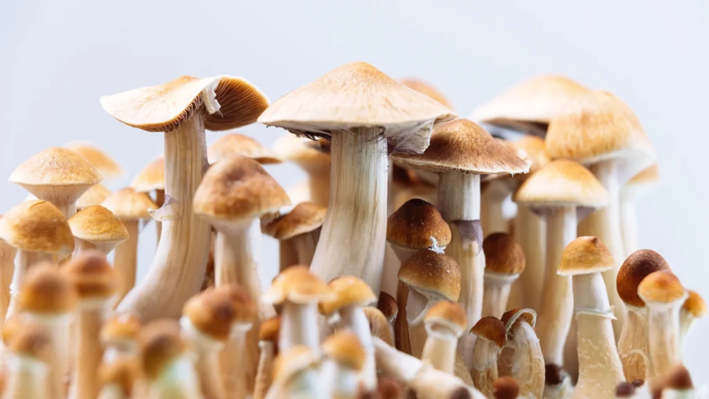 The Ultimate Guide to Buying Magic Mushrooms Online: A Safe and Informative Approach